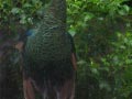 ueno_zoo_19