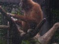 ueno_zoo_20