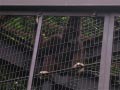 ueno_zoo_21