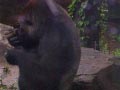 ueno_zoo_22