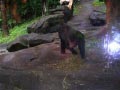 ueno_zoo_23
