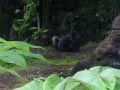 ueno_zoo_25