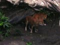 ueno_zoo_27