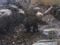 ueno_zoo_28