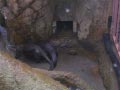 ueno_zoo_30