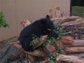 ueno_zoo_31