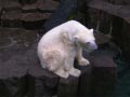 ueno_zoo_34
