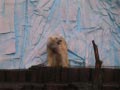 ueno_zoo_35