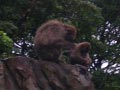 ueno_zoo_36