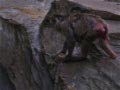 ueno_zoo_37
