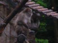 ueno_zoo_39