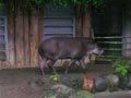 ueno_zoo_43