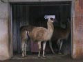 ueno_zoo_44