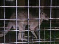 ueno_zoo_48