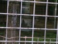 ueno_zoo_49