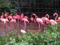 ueno_zoo_50