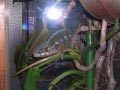 ueno_zoo_51