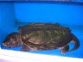 ueno_zoo_52
