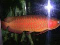 ueno_zoo_53