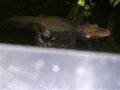 ueno_zoo_54