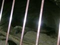 ueno_zoo_55