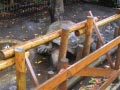 ueno_zoo_57