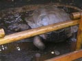 ueno_zoo_58