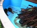 ueno_zoo_59