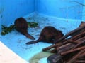 ueno_zoo_60