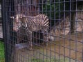ueno_zoo_61