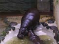 ueno_zoo_62
