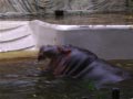ueno_zoo_64