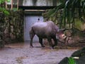 ueno_zoo_65